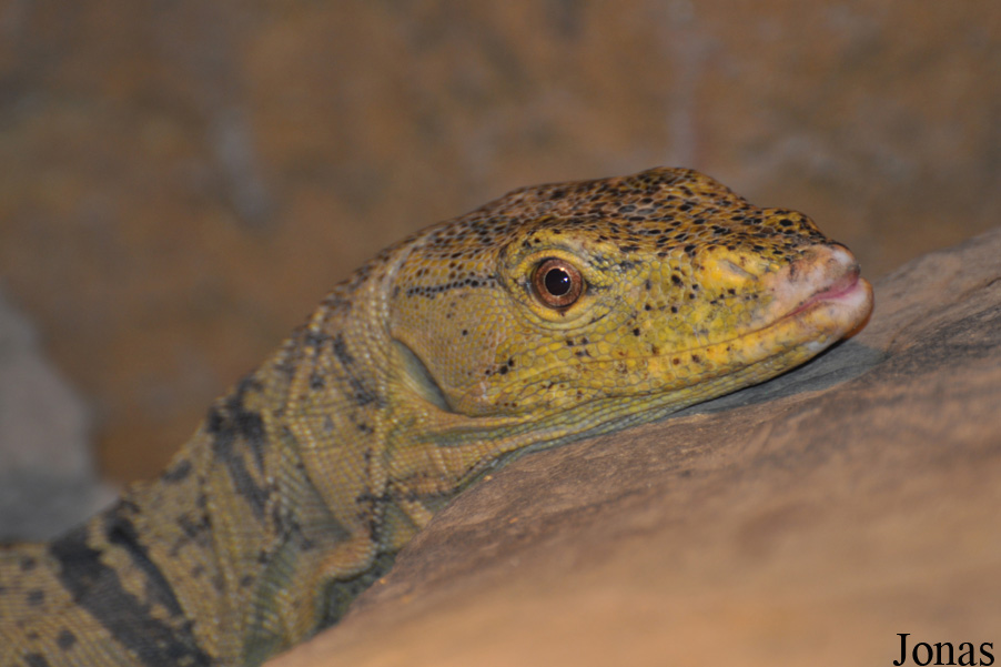 Wingham Wildlife Park