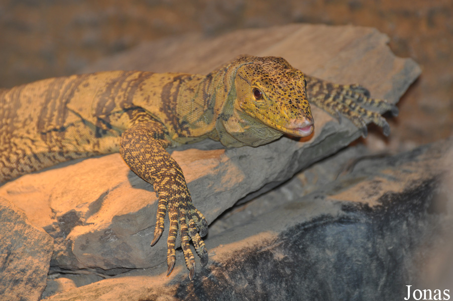 Wingham Wildlife Park