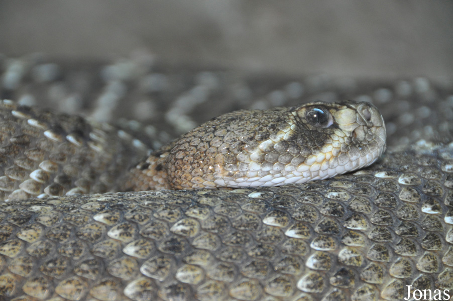Wingham Wildlife Park