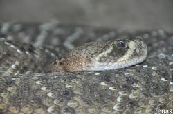Wingham Wildlife Park