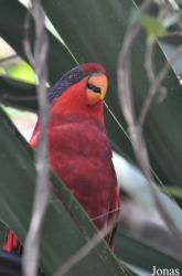 Eos cyanogenia