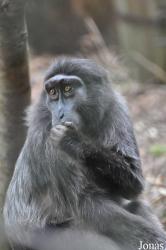 Howletts Wild Animal Park
