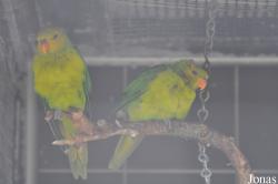 Trichoglossus euteles