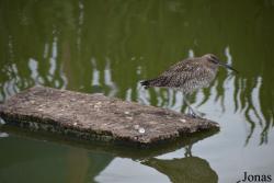 Numenius phaeopus