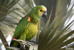 Amazona barbadensis