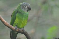 Aratinga weddellii