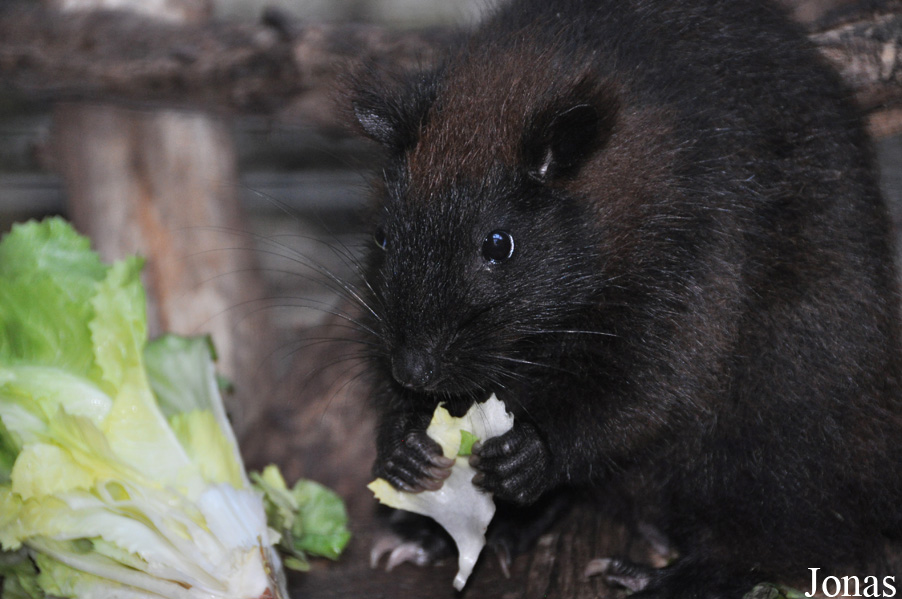 Zoo Leipzig