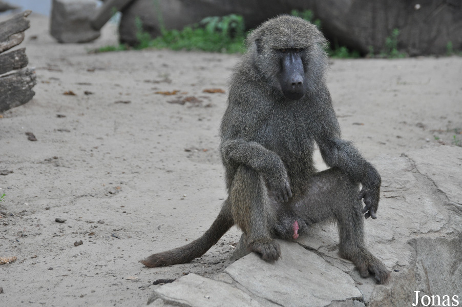 Zoo Wrocław