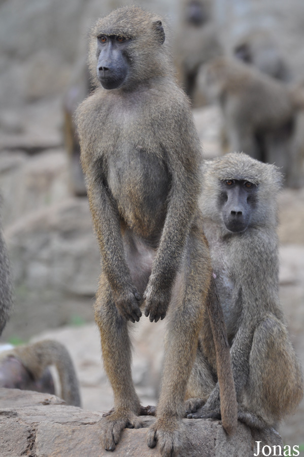 Zoo Wrocław
