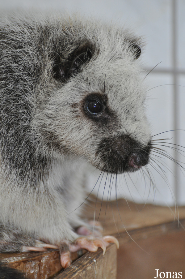 Zoo Wrocław
