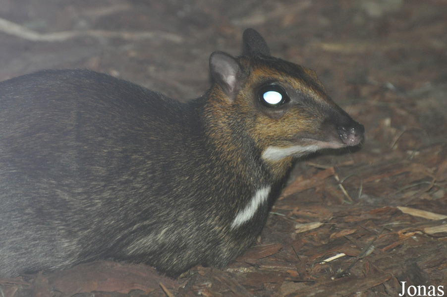 Zoo Wrocław