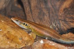 Trachylepis quinquetaeniata