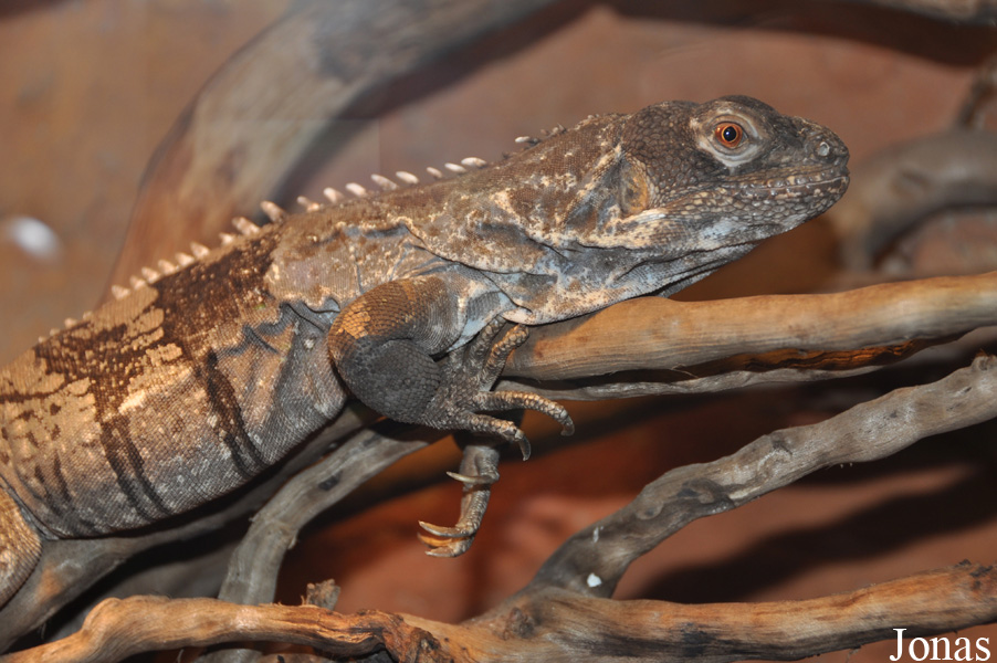 Zoo Wrocław