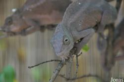 Chamaeleo quadricornis quadricornis