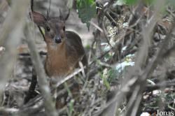 Nesotragus moschatus kirchenpaueri