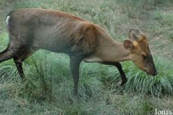 Shanghai Zoo