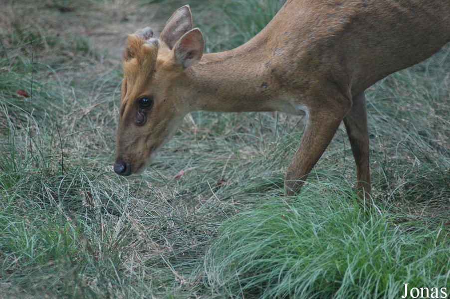 Shanghai Zoo