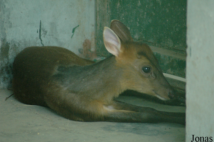 Shanghai Zoo