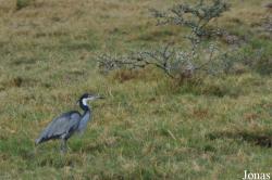 Ardea melanocephala