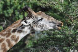 Arusha National Park