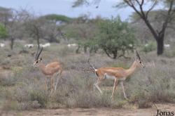 Enduimet Wildlife Management Area