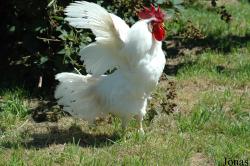 Ferme Nature La Dame Blanche