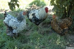 Ferme Nature La Dame Blanche