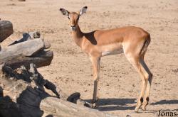 Aepyceros melampus melampus