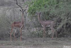 Enduimet Wildlife Management Area