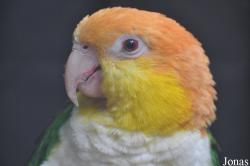 Pionites leucogaster