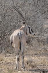 Awash National Park