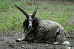 Mouton de Jacob