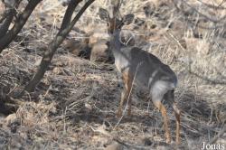 Awash National Park