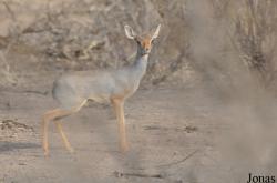 Awash National Park