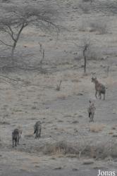 Awash National Park