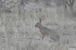 Lepus starcki