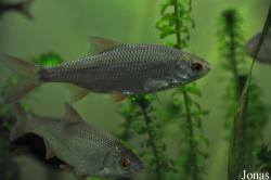 Chondrostoma nasus