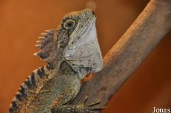 Hypsilurus nigrigularis