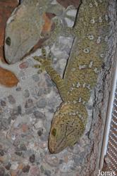 Terarium Praha