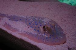 Shanghai Ocean Aquarium