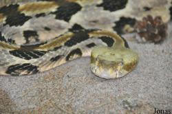 Crotalus horridus horridus