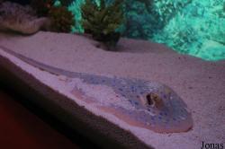 Shanghai Ocean Aquarium