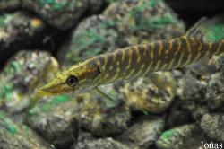 Aquarium Pod hladinou Vltavy