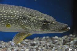 Aquarium Pod hladinou Vltavy