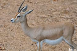 Gazella dorcas osiris