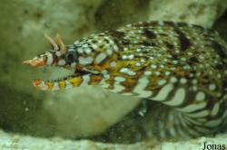 Enchelycore pardalis