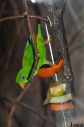 Loriculus vernalis