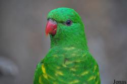 Trichoglossus chlorolepidotus
