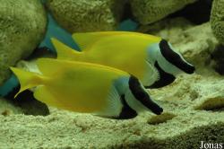 Shanghai Ocean Aquarium