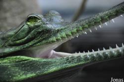 Zoo Praha
